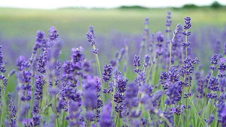 Lavender: A Beautifully Aromatic Plant with Numerous Health Benefits