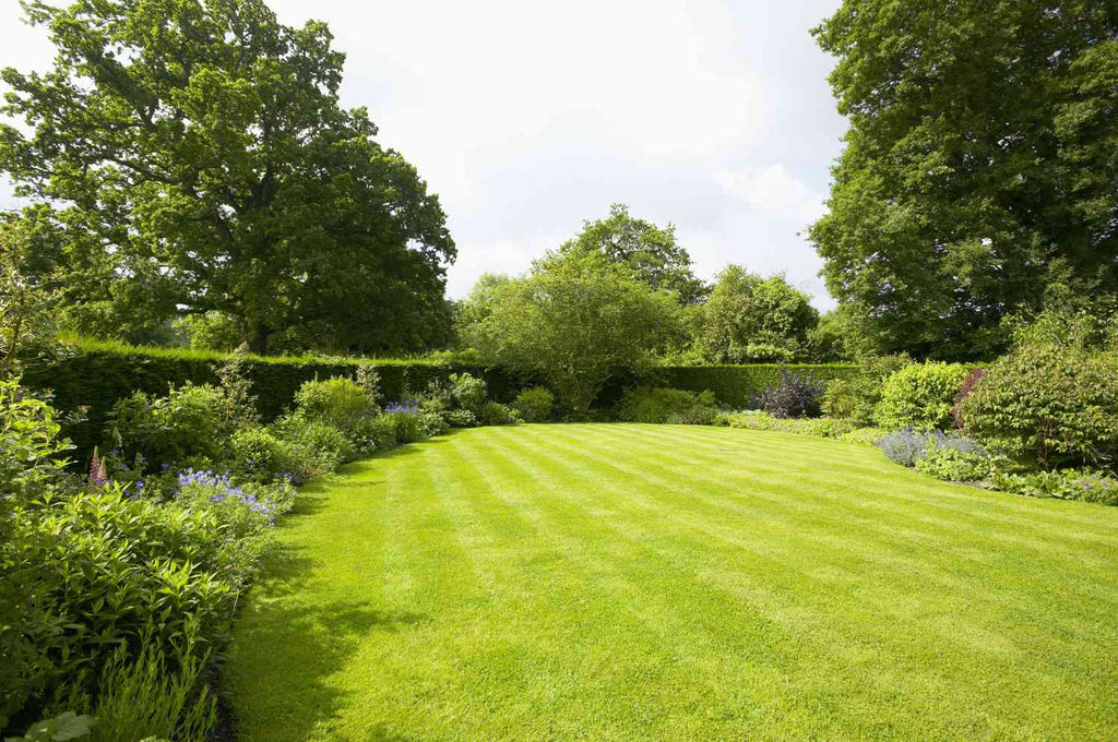 Top 10 Tips on how to grow a Lush, Green Lawn