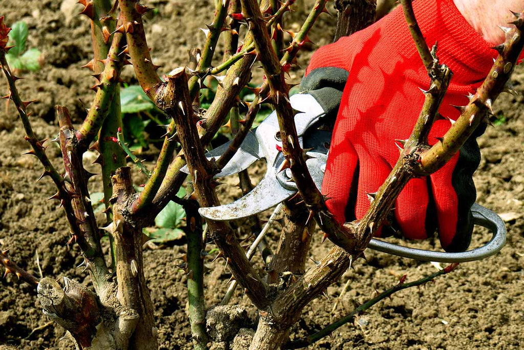 The Ultimate Guide to Pruning Roses in Winter