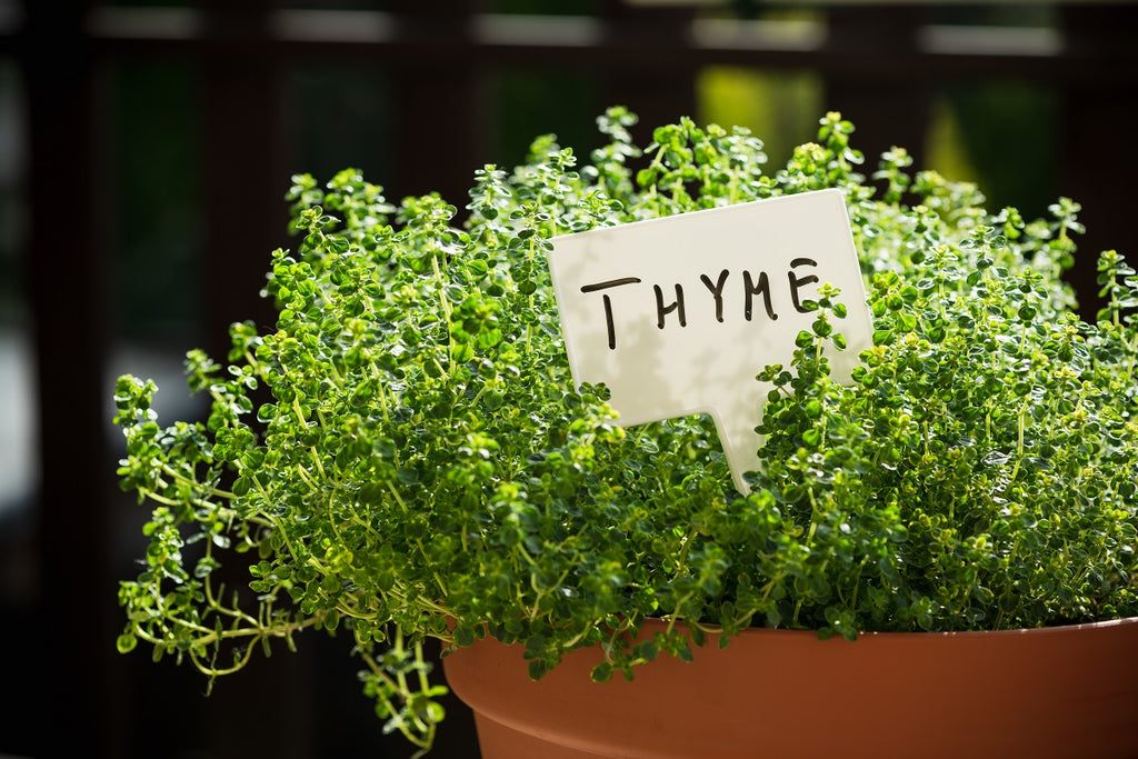 The Ultimate Guide to Growing and Caring for Thyme
