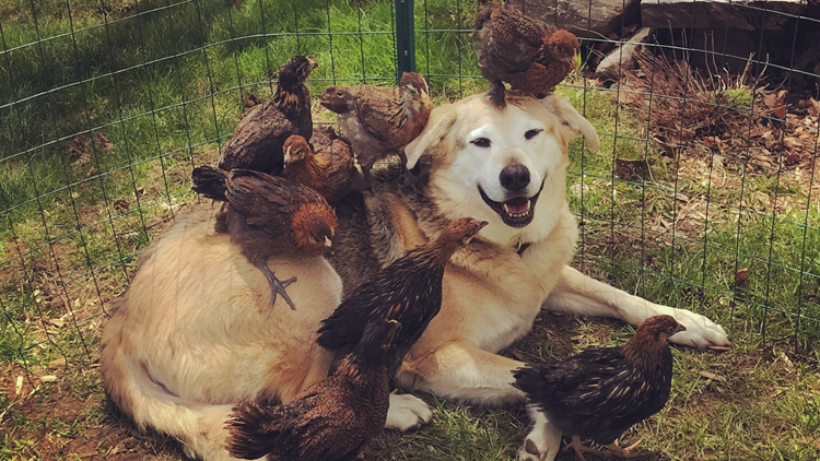 Peaceful Coexistence: Integrating Chickens With Livestock, Dogs, And C 