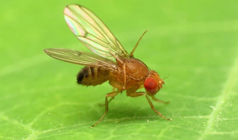 Fruit Flies in Your Worm Bin? Don't Let Them Bug You!