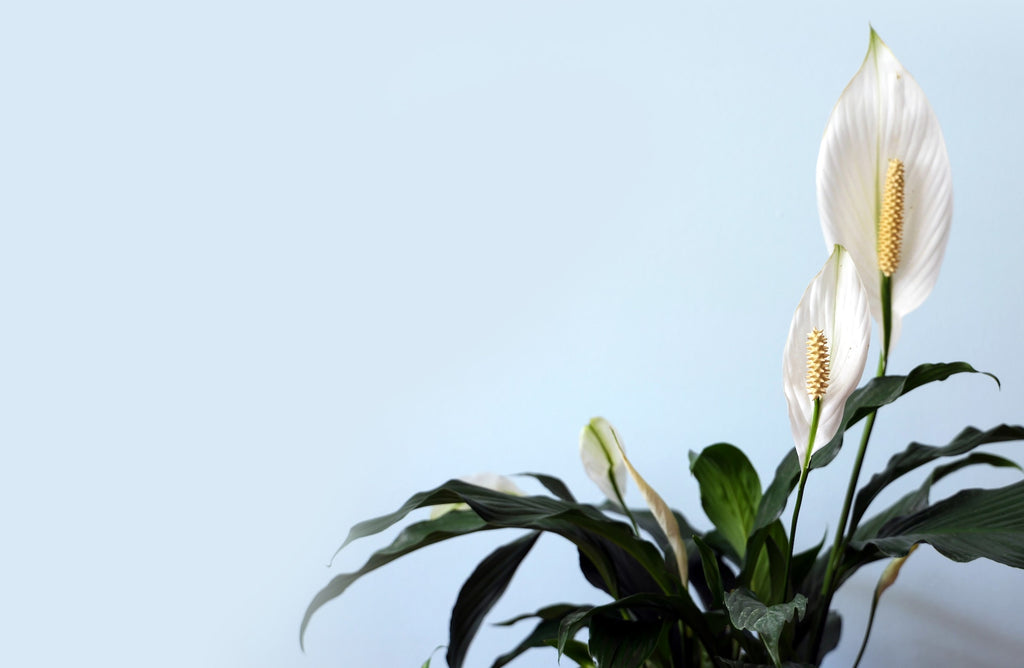 Peace Lily Plant Care: A Comprehensive Guide 🌿