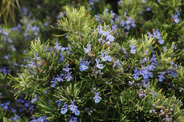 Rosemary a Beautifully Versatile and Aromatic Herb