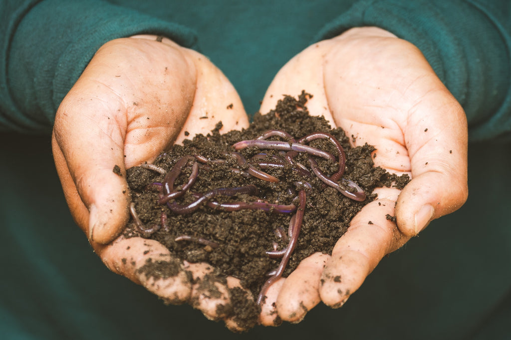 10 Expert Tips for Maintaining a Thriving Worm Farm 🌱🐛