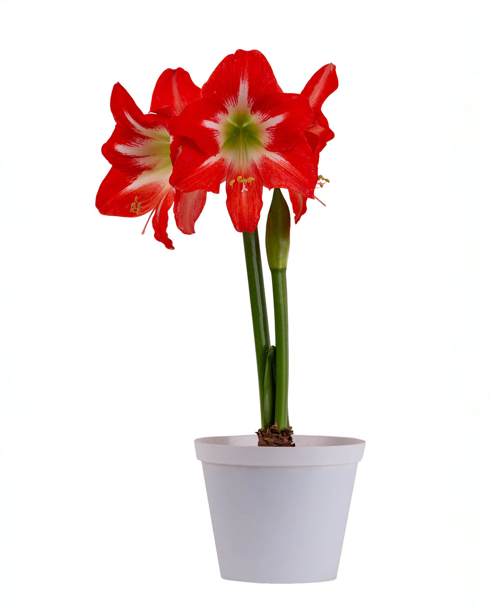 Amaryllis Symphony Single - Capella - 1 bulb p-pack – GARDENING.co.za