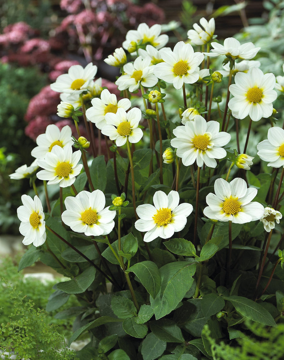 Dahlia Top Mix - White - 2 bulbs – GARDENING.co.za