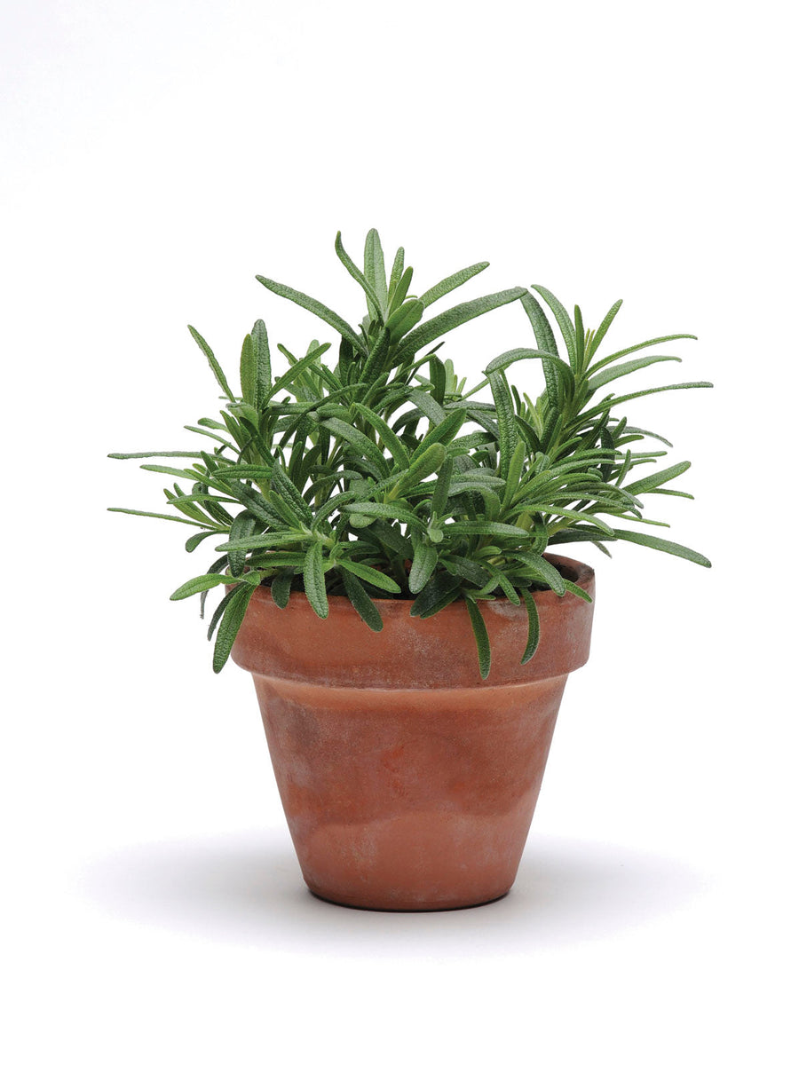 Rosemary Simplyherbs Seeds – GARDENING.co.za