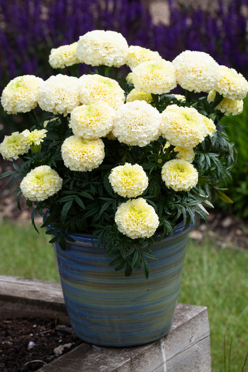 Marigold Whitegold Max – GARDENING.co.za