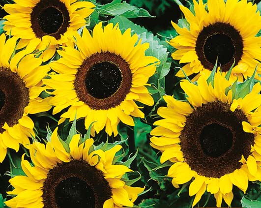 Sunflower Single Sunspot Seeds | GARDENING.co.za