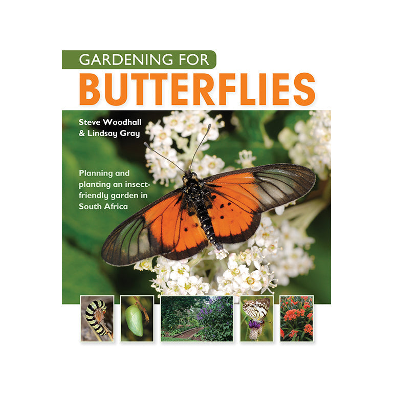 Gardening for Butterflies-GARDENING.co.za