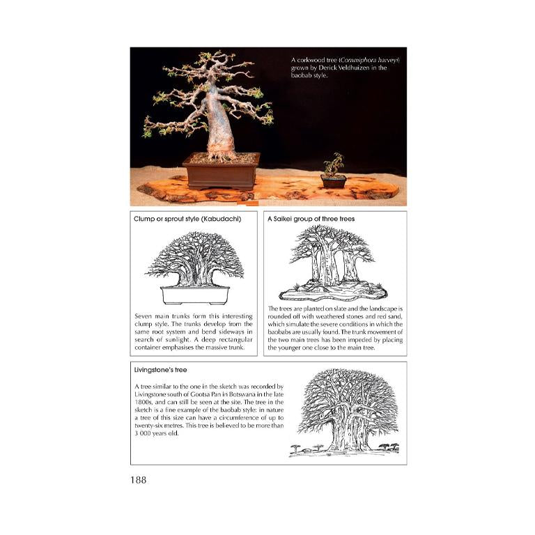 Practical Guide to Bonsai Styles of the World - GARDENING.co.za