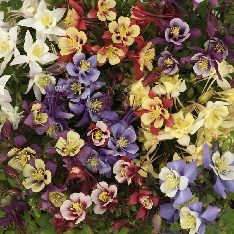 Aquilegia F1 Earlybird Mix Seeds Grow Guide