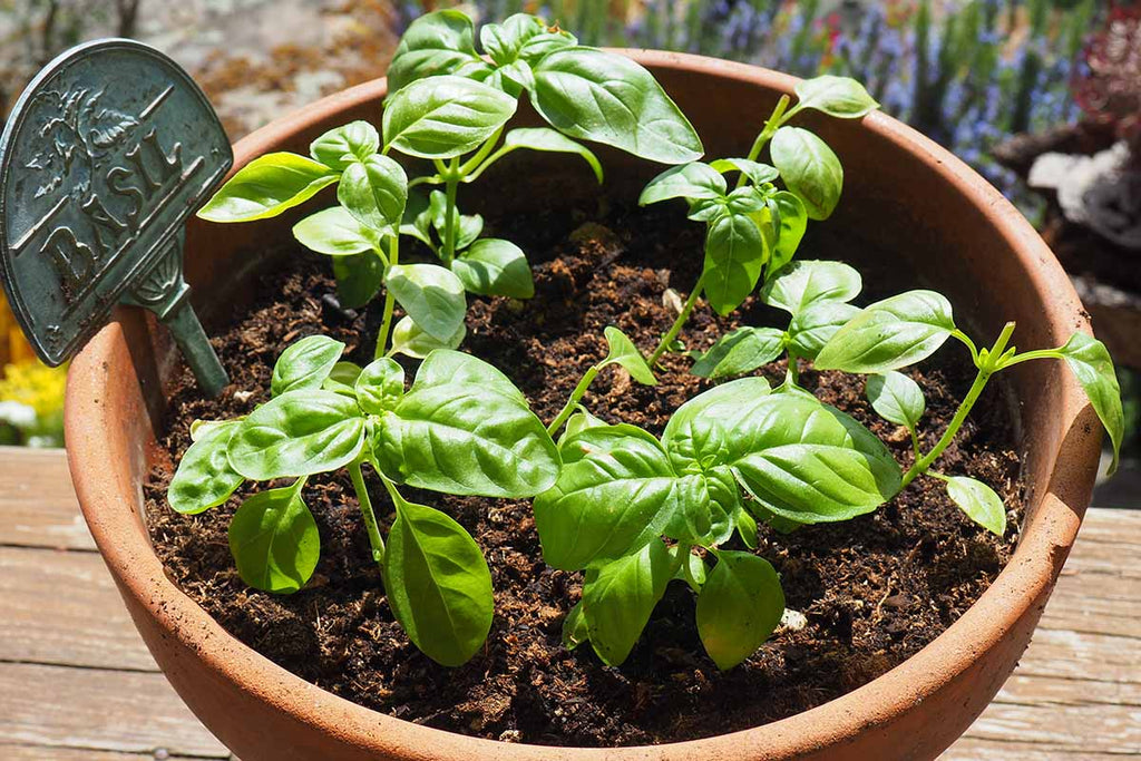 Growing Basil From Cuttings: A Comprehensive Guide