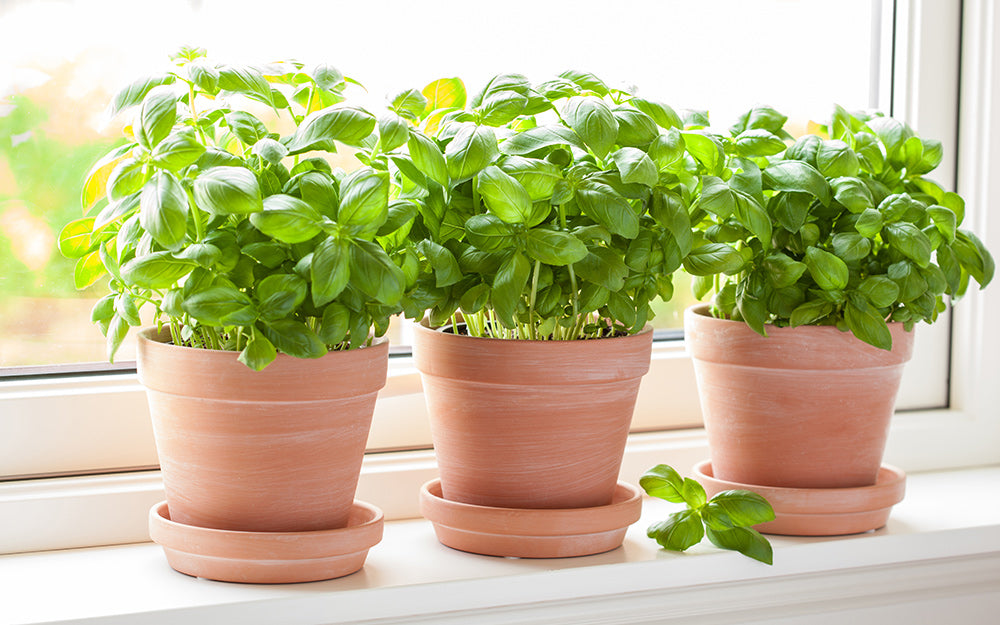 Growing Delicious Basil Indoors: A Step-by-Step Guide