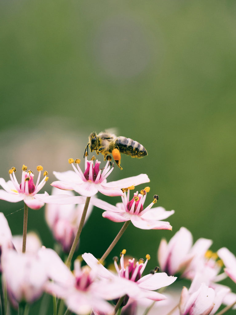 Honey Bees' Unwavering Allegiance to Flower Patches: An In-depth Analysis 🐝🌻