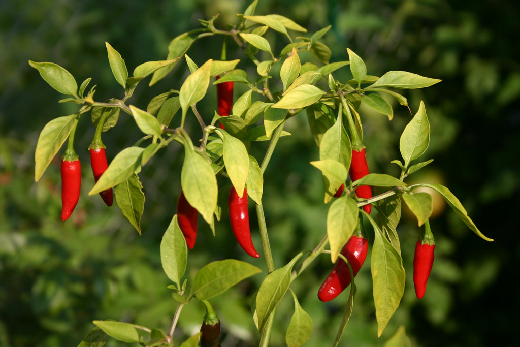 Top Tips For Growing the Sweetest Peppers & Hottest Chillies!