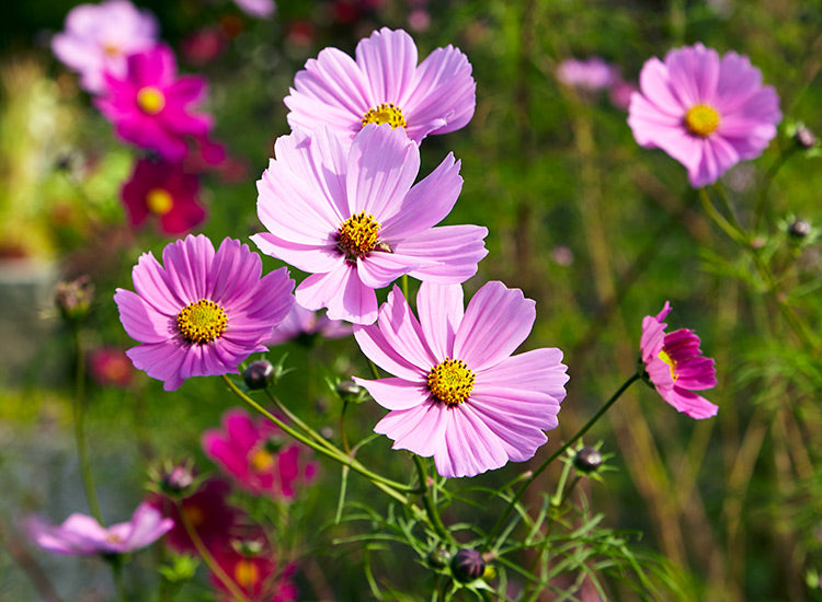 How to grow brilliant Cosmos flowers