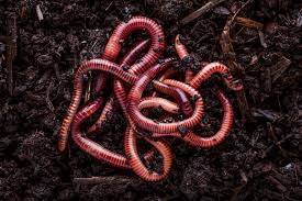 What Do Worms Eat? Best food for your Worm Farm...