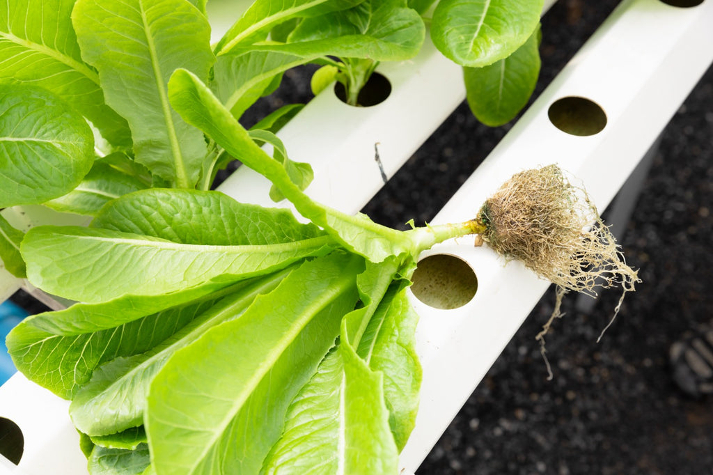 Overcoming Hydroponic Hurdles: A Guide for Newbie Growers 🌿🚧