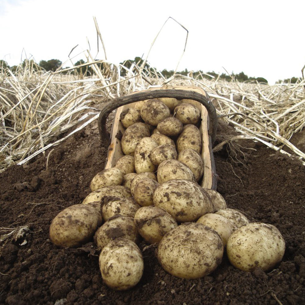 The Advantages of Growing Valor Potatoes
