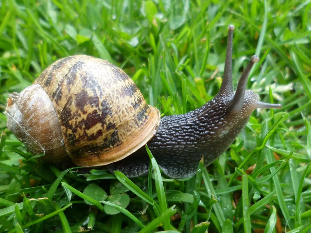 How to Get Rid of Snails in your garden: A Comprehensive Guide