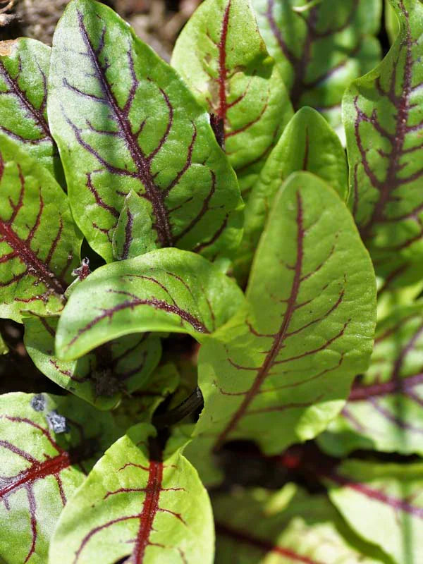 Sorrel Grow Guide: Add a Zesty Burst of Colour and Flavour to Your Garden and Kitchen