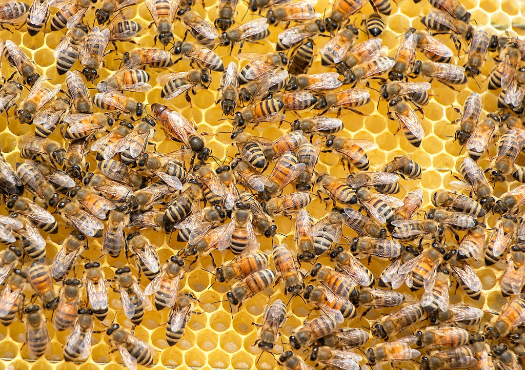Did You know? Honey Bees are loyal to their flower patches.