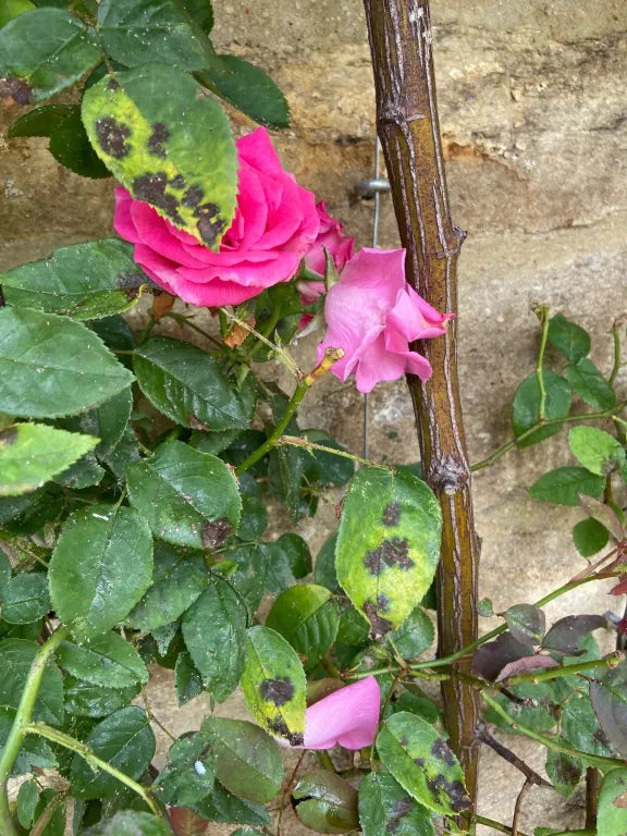 Identifying and Treating Black Spot Fungus on Roses – GARDENING.co.za