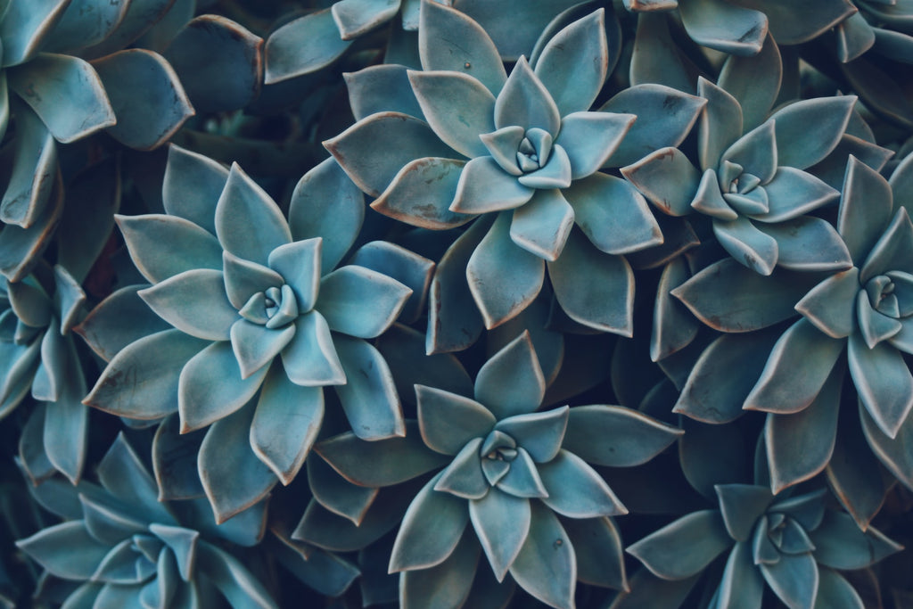 How to Successfully Care for Your Succulents