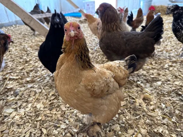 Healthy Hens, Happy Homestead: Pro Tips for Disease-Free Chickens