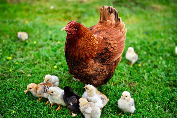 The Life Cycle of Laying Hens: Care Tips and Lifespan Insights