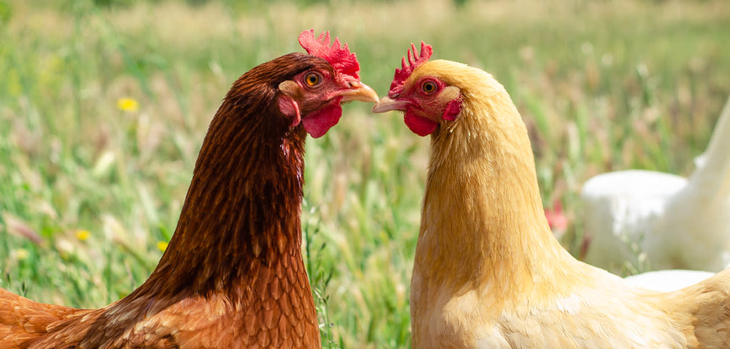 Ethical Chicken Keeping: How to Ensure Your Hens are Happy and Stress-Free