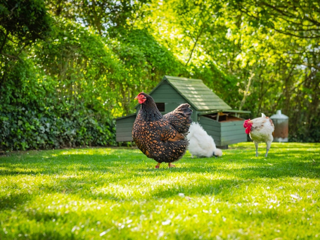 Beginner's Guide to Backyard Chicken Coops: Everything You Need to Know for Happy Hens & Daily Eggs