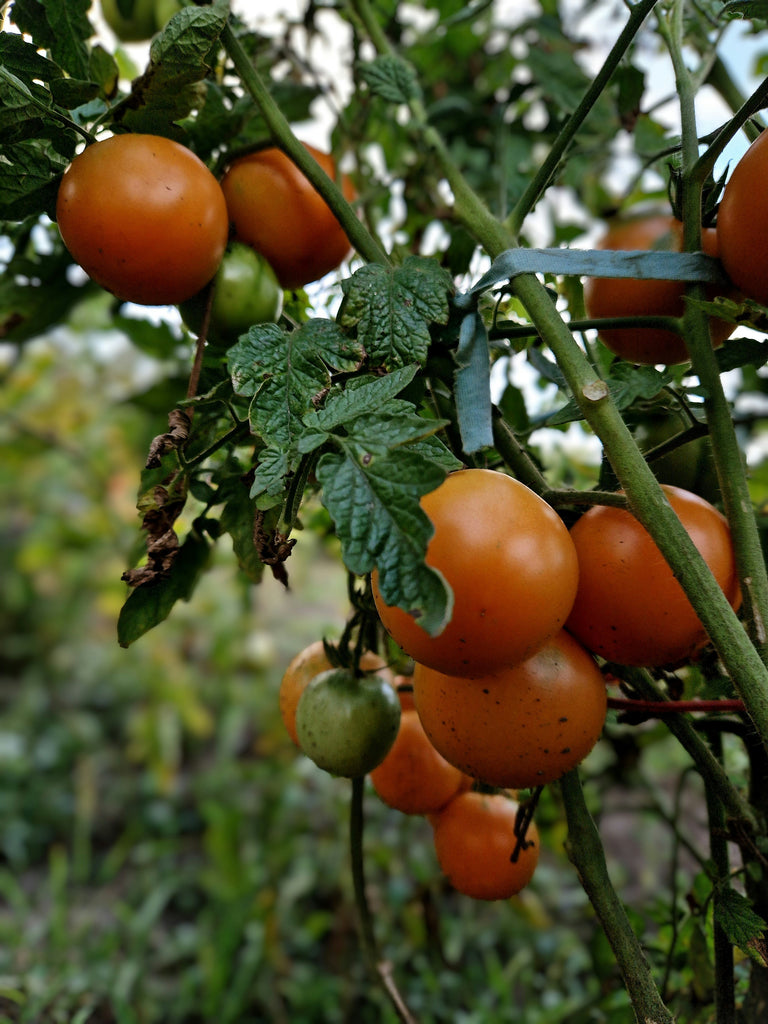 Comprehensive Guide to Growing Tomatoes: From Seed to Harvest 🌱🍅