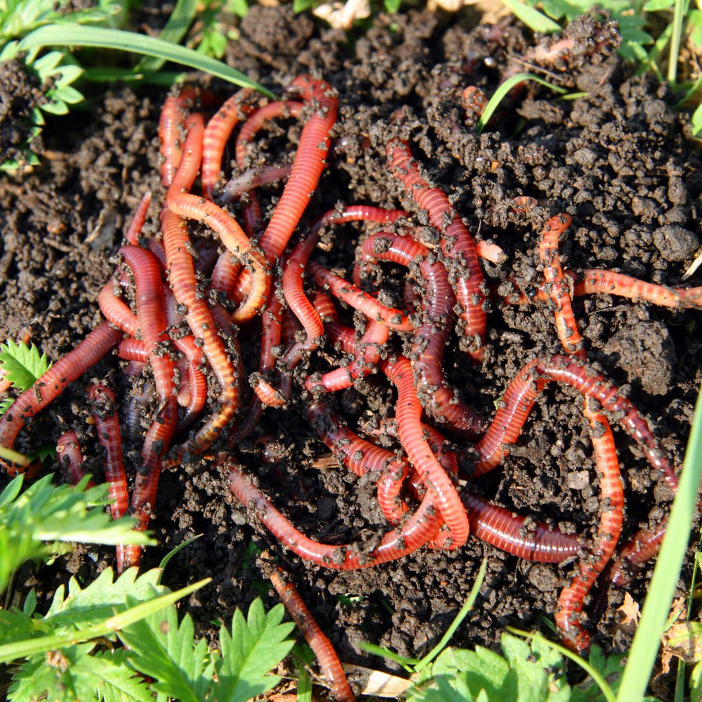 Worm Composting 101: The Easy, Eco-Friendly Way to Recycle Your Scraps 🪱🍎