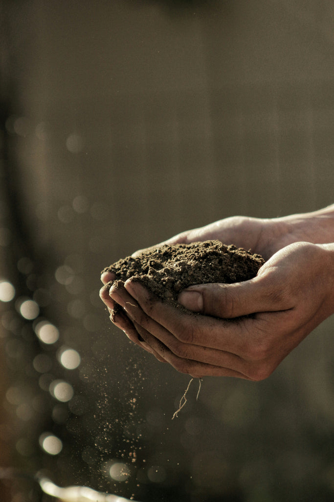 The Secret Weapon for Thriving Soil and Plants: Vermicompost 🌱🪱