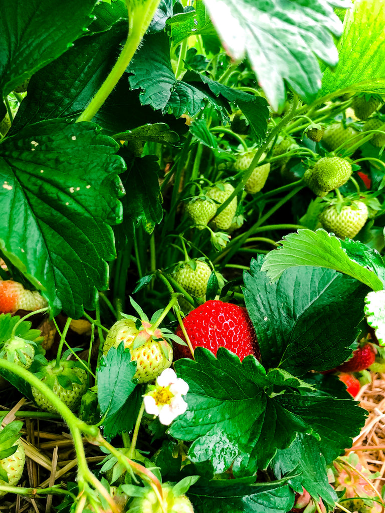 The Complete Guide to Growing Strawberries: From Seed to Sweet Harvest 🍓🌱