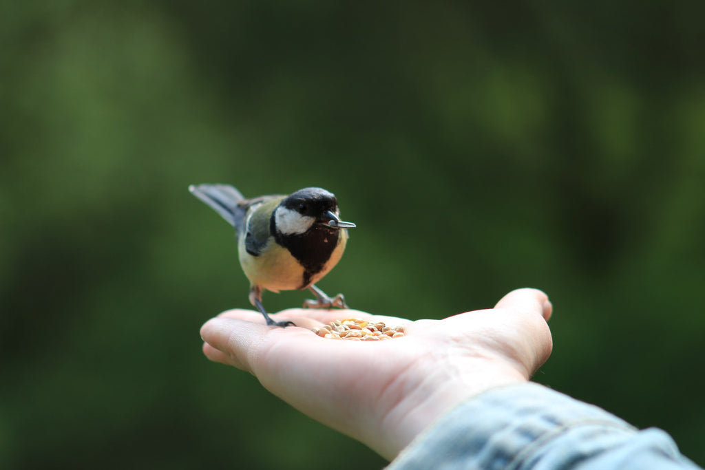 How to Attract More Birds to Your Garden