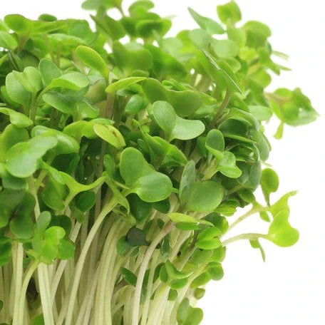 Growing Broccoli Microgreens in South Africa – GARDENING.co.za