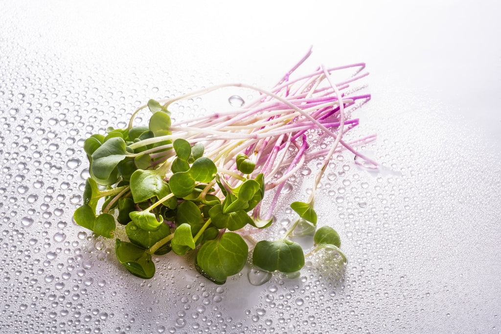 The Magic of Microgreens: Reaping the Benefits of Home-Grown Kits 🌱