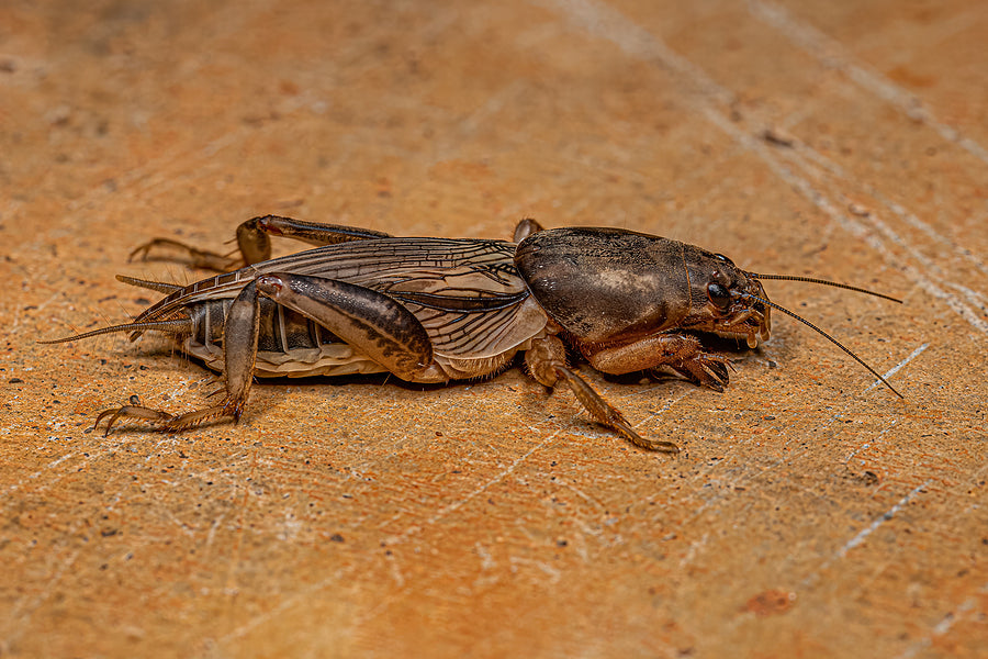How to Control Mole Crickets in Your Lawn