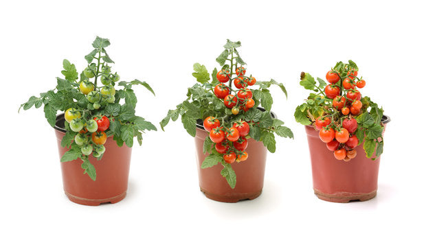 Top Tips for Growing Tomato Plants in Pots with excellent  results-GARDENING.co.za
