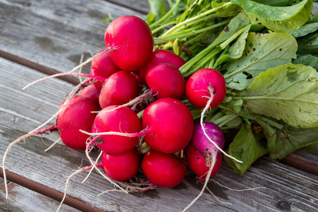 How to grow crisp peppery radishes