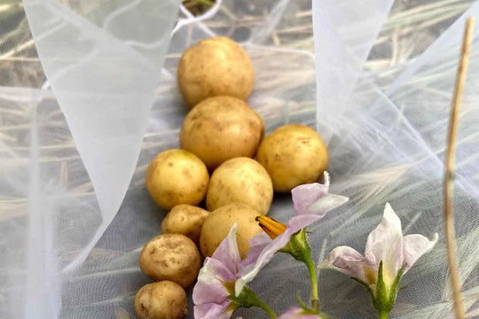 The advantages of growing potatoes in grow bags