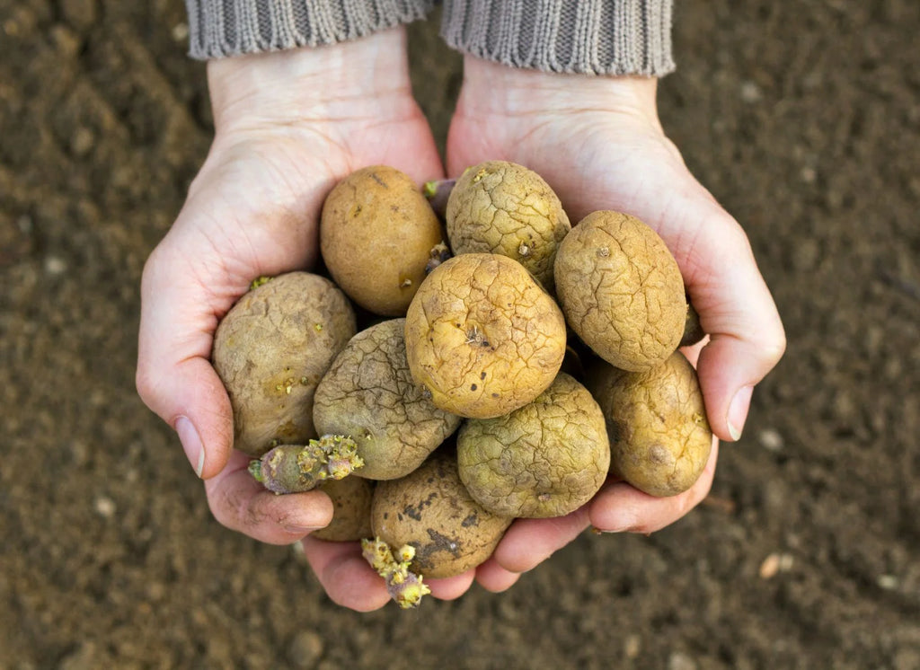 Growing Potatoes: Your Guide to a Bountiful Harvest 🌿🥔