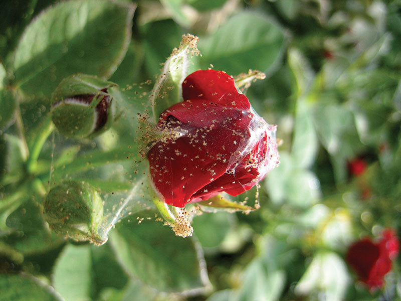 Rose: Spider mites, Hortsense