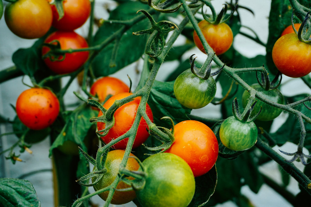 Companion Planting with Tomatoes
