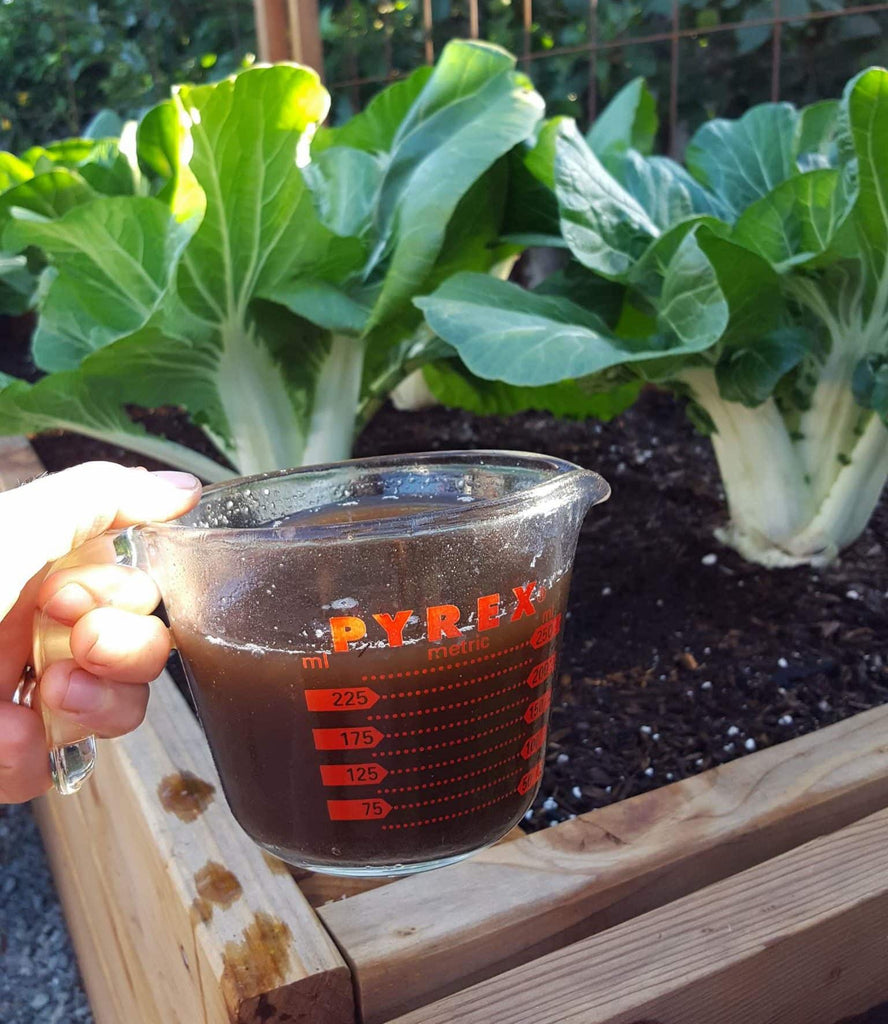 Worm Tea vs Worm Leachate 💧The Liquid Gold Mystery 🕵️‍♀️