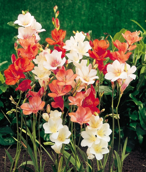 Rare & Exotic Winter Bulbs – GARDENING.co.za